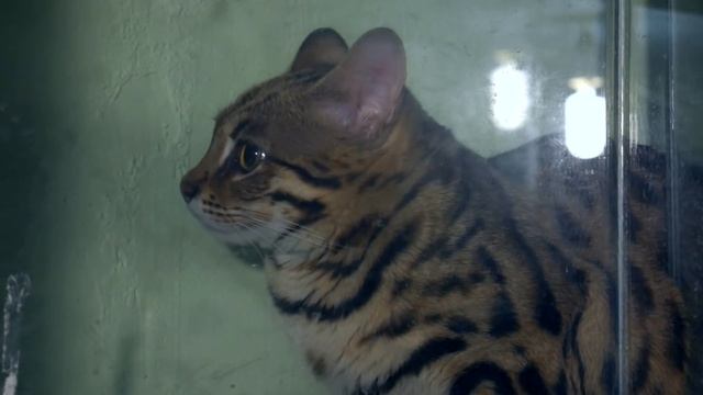 Кот Гуся, кот Куни, громадная кобра, черная мамба и закадровый голос смотреть онлайн