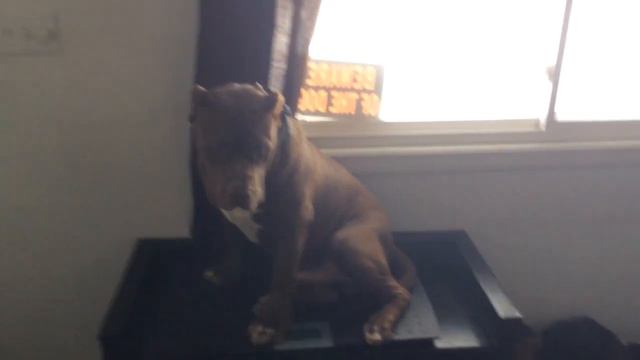 Largest pitbull puppy on earth! The HULK" 5 1/2 months смотреть онлайн