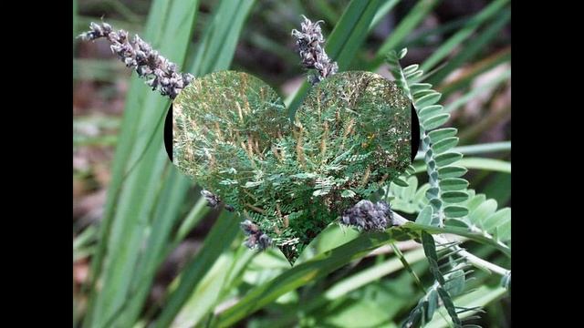 АМОРФА (AMORPHA) сем. Бобовые (Fabaceae) смотреть онлайн