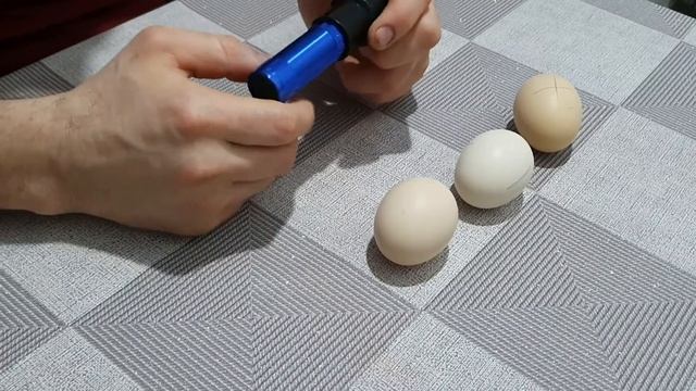 Овоскопирование куриных яиц смотреть онлайн