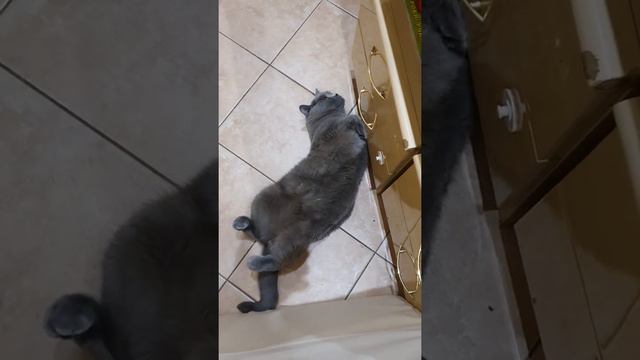 Незнаю что с ним делать, совсем обнаглел. смотреть онлайн