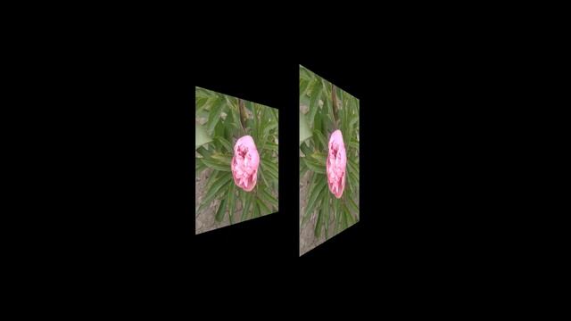 Піон Oficinalis Mutabilis Plena. смотреть онлайн