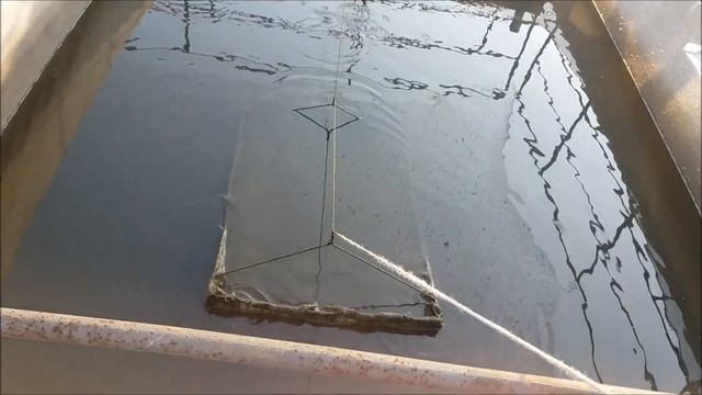 Как выращивают малька амура и толстолоба в садках смотреть онлайн