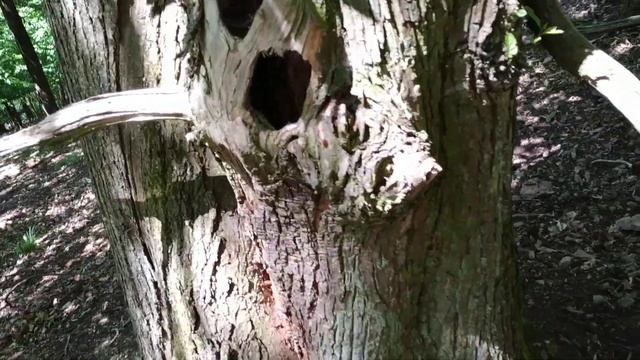 Old Chestnut (Castanea sativa) tree in German mountains near Heidelberg смотреть онлайн