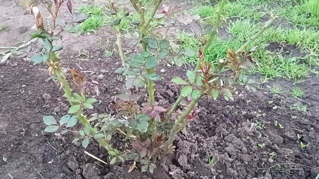 Не растёт молодая роза?Подкормки роз для цветения,рукотворные бордюры в розарии смотреть онлайн