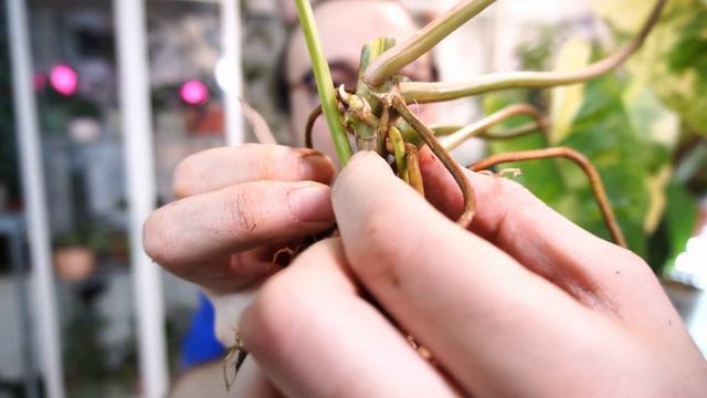Variegated Philodendron Propagation | Preventing 'Burle Marx' Invasion! смотреть онлайн