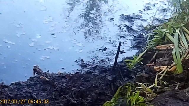 Расчищаем болото возле дома .