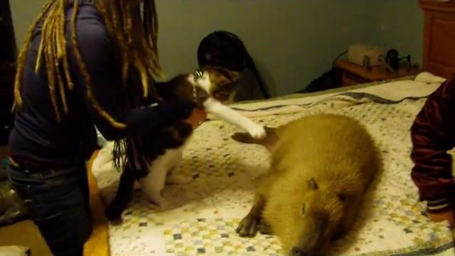 The Cat & the Capybara смотреть онлайн