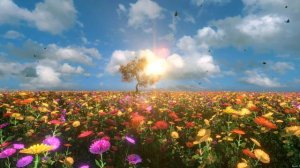 Поле квітів у сонячному промінні. Футаж. / A Field of Flowers in the Sunlight / Поле с цветами / HD