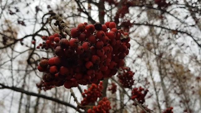 AUTUMN VIBES|| МОЯ ОСЕНЬ смотреть онлайн