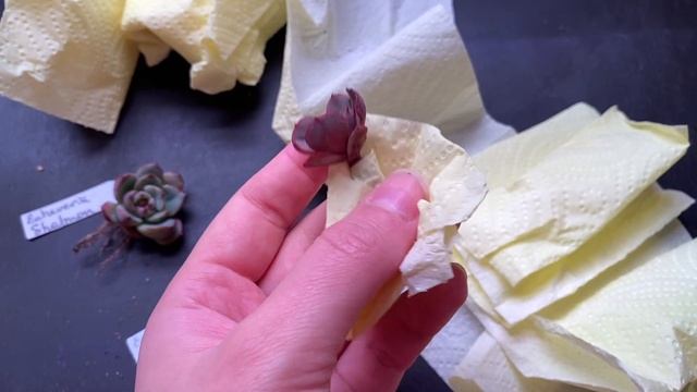 Покупка суккулентов Amazing_succulents (succulent.market) #18 смотреть онлайн