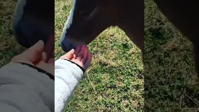 Жеребёнок остался без кобылы. Подписывайся, я расскажу как мы его вырастили ? смотреть онлайн