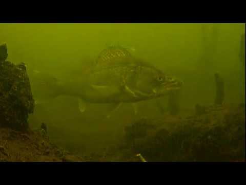 Поклёвка здорового судака на балансир!!! Глубина 8м. смотреть онлайн