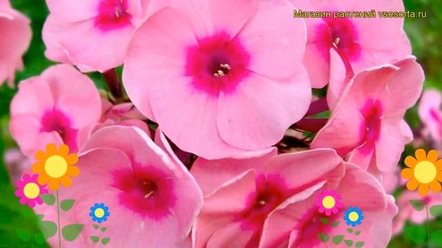 Флокс метельчатый Розовый Джеффа. Краткий обзор, описание характеристик phlox paniculata Jeff's Pin смотреть онлайн