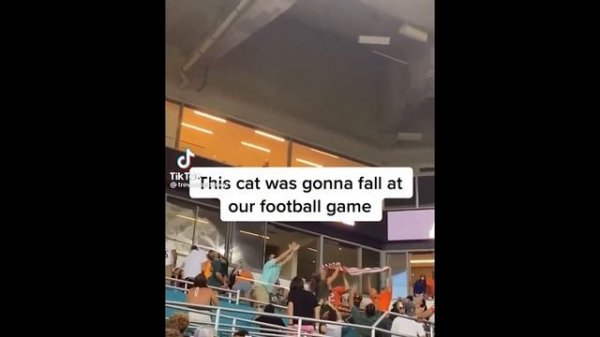 Try Not To Laugh - Funny and Cute Animals 2021 Compilation #21 | Funny Animal Videos