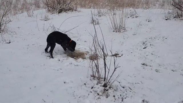 Alaska первая охота на зайца 26.01.2020. Дата рождения: 27.10.2019. смотреть онлайн