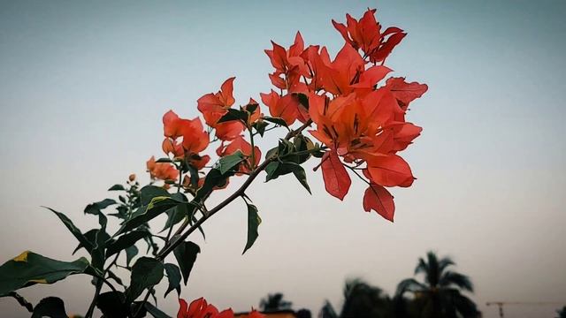 Bougainvillea ID Butterfly Orange Variegated