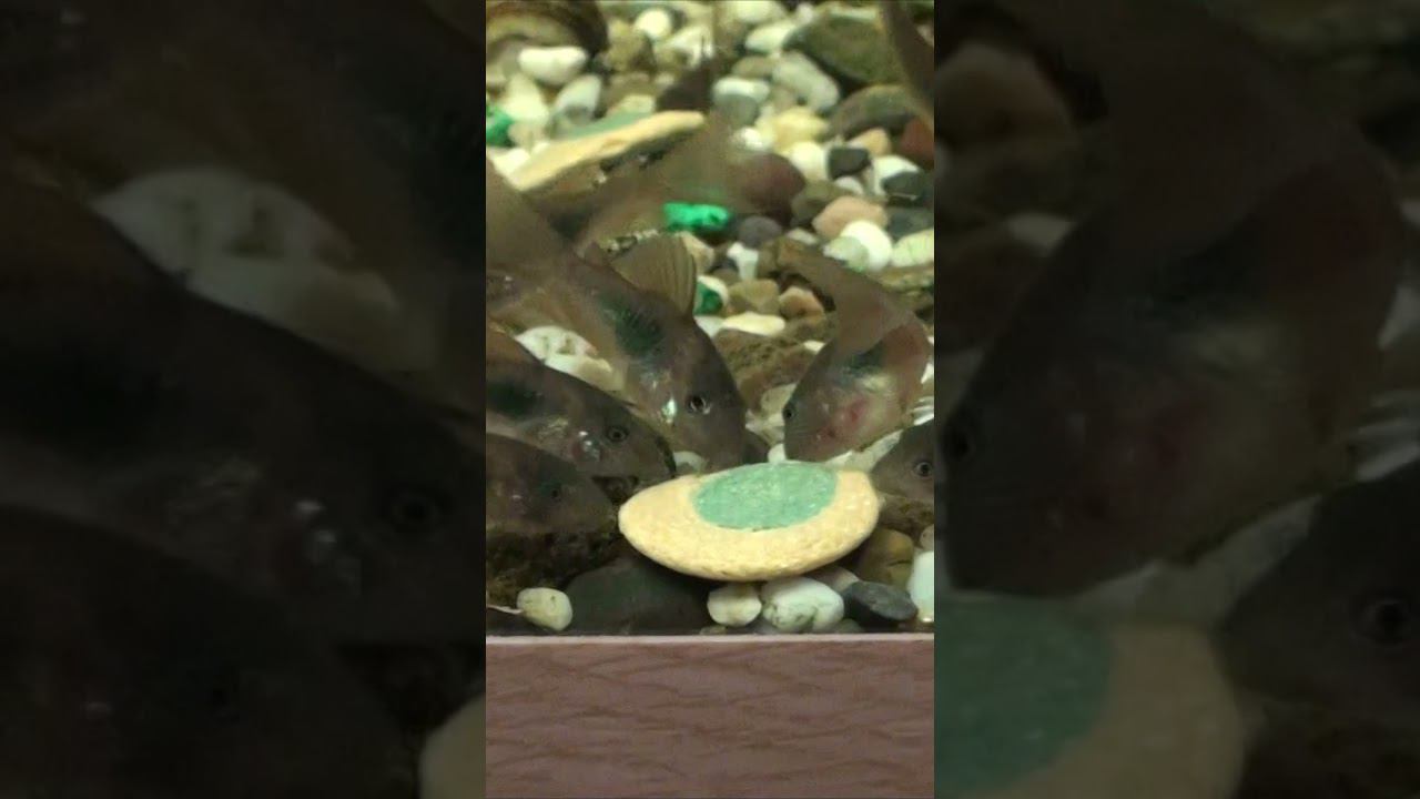 КОРИКИ ПОДСЕЛИ НА ТАБЛЕТКИ  #shorts