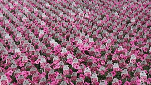 A Behind The Scenes Look With Supertunia Vista Bubblegum and Supertunia Vista Snowdrift смотреть онлайн