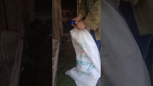 Ливенская Ситцевая вес кур в 10 месяцев. смотреть онлайн