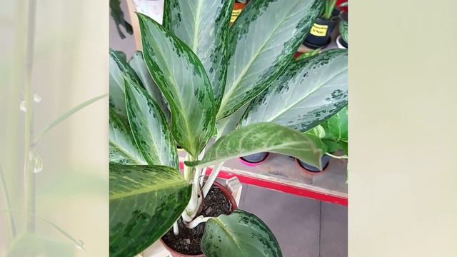 Aglaonema King Of Siam - Vivero Asahi