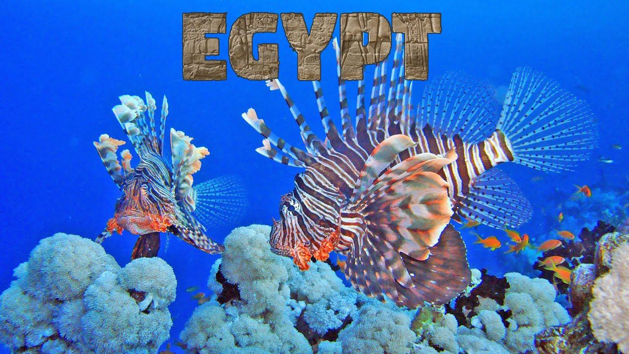 Подводный мир Египта 2021 / Egypt underwater 2021