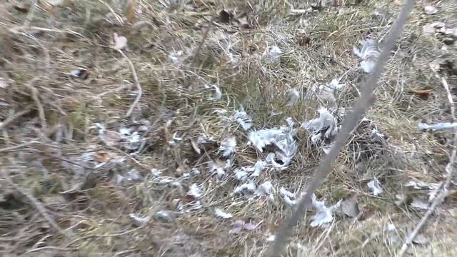 Прогулка по посадке, поед ястреба тетеревятника смотреть онлайн