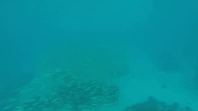 Морской мир Мальдивы.Ч.1 смотреть онлайн