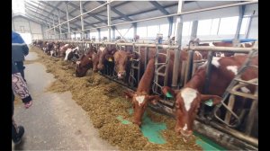 Поездка в плем. хозяйство Айширская порода коров