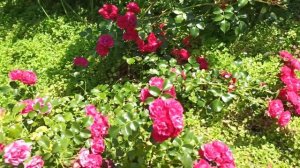 О почвопокровных розах Аспирин и Четыре сезона.