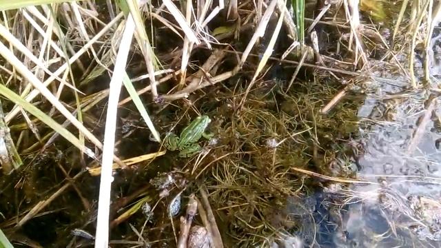 На озере. Стрекозы, лягушка. смотреть онлайн