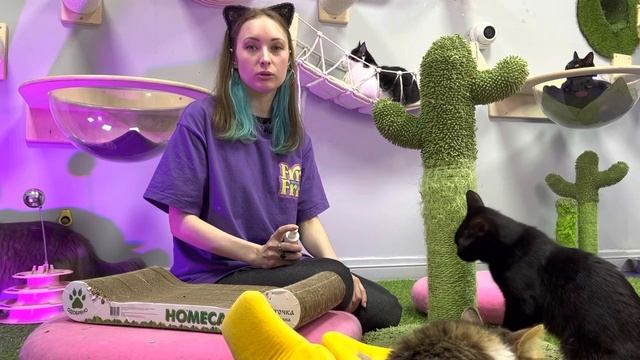 Как приучить кота к когтеточке смотреть онлайн