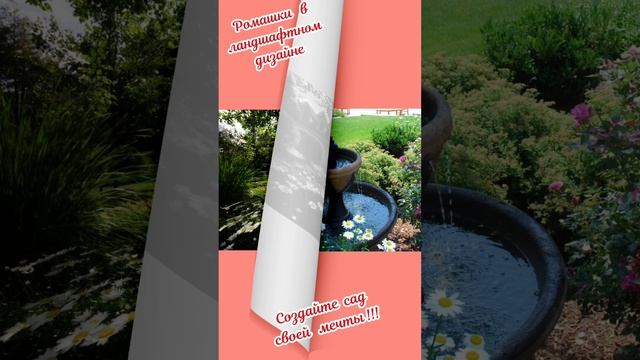 ромашки в ландшафтном дизайне. смотреть онлайн