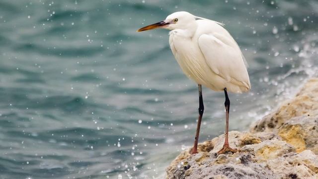 Heron Spirit Guide - Ask the Spirit Guides Oracle - Totem Animal, Power Animal - Magical Crafting смотреть онлайн