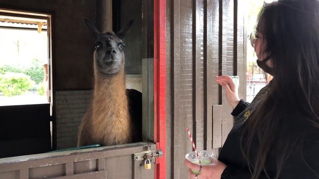 vlog; visiting london zoo:) смотреть онлайн