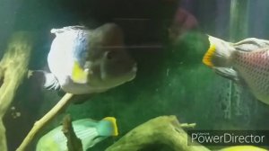 Жестокий мир Бирюзовых Акар . Взаимоотношения цихлид в аквариуме ( Акарыч)