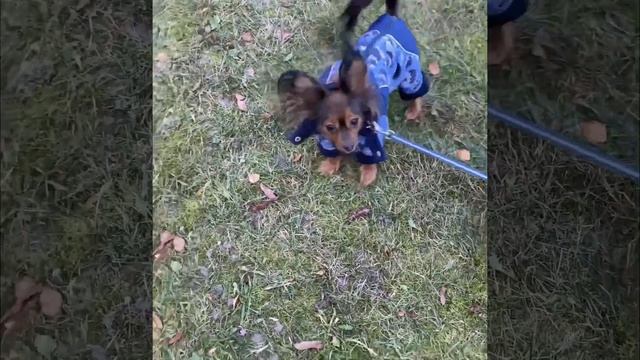 Русские тои / тойтерьеры на прогулке. смотреть онлайн