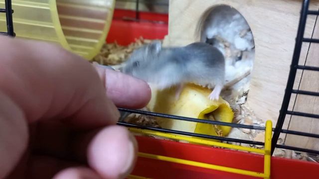 Как выглядят хомяки в девятнадцатый день жизни? Самый любопытный и смелый. смотреть онлайн