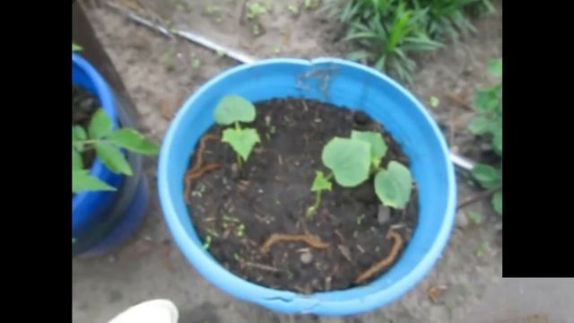 Веганские Рецепты