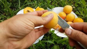 Абрикос НЖА 19 подвой пумиселект \НЕ САЖАЙТЕ НА ПУМИСЕЛЕКТ