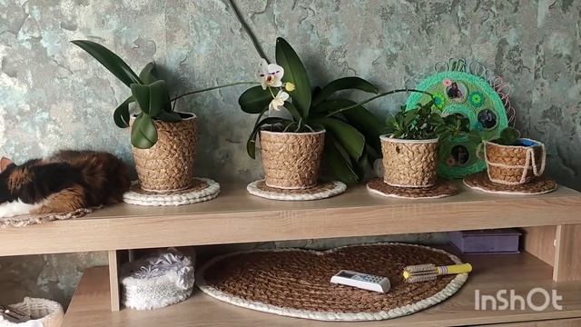 Влог?Шкатулка с Волжскими ракушками своими руками?В Магнит Косметик скидки?Блеск для губ, карандаш смотреть онлайн
