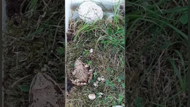 Аисты и лягушка #shorts Воспоминания о лете смотреть онлайн