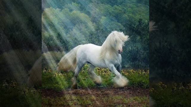 Когда умрёт последний конь - мир рухнет, потому что самые хорошие люди - это кони. В. Шукшин. смотреть онлайн