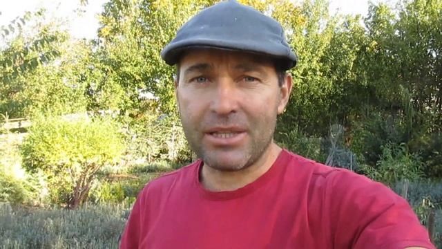 Перец и морковь. Уборка урожая. смотреть онлайн