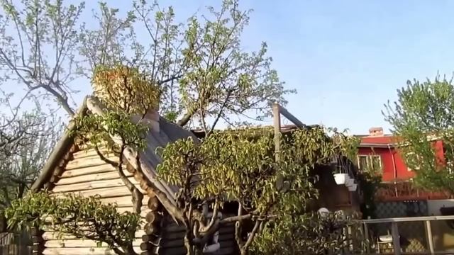 Японские карпы Кои в пруду и фигуры из бирючины. В гостях у Виктора Алипова смотреть онлайн