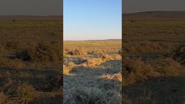 Сенокос МтЗ 82 с ворошилкой;МтЗ 82 с прессом Прф 145 смотреть онлайн