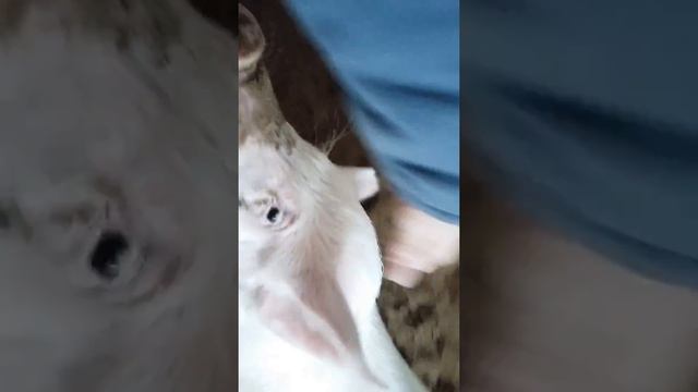 Вьетнамские поросята. Телефон видио перевернул сам:( смотреть онлайн