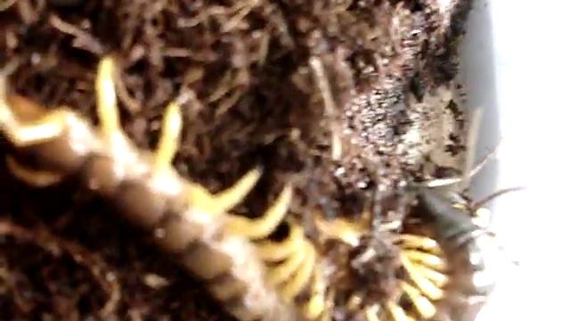 Зоология для Детей