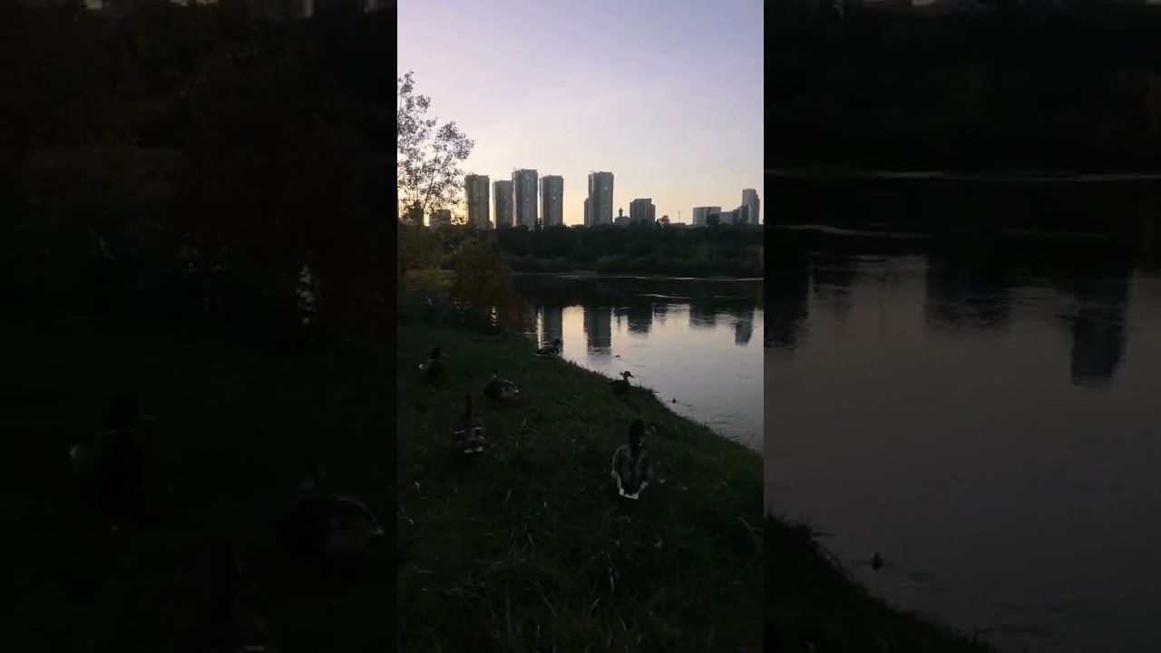 Осень. Утки. Татышев смотреть онлайн