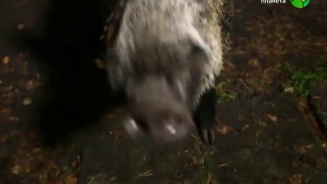 Танцующий лес на Куршской косе Хабургаев смотреть онлайн